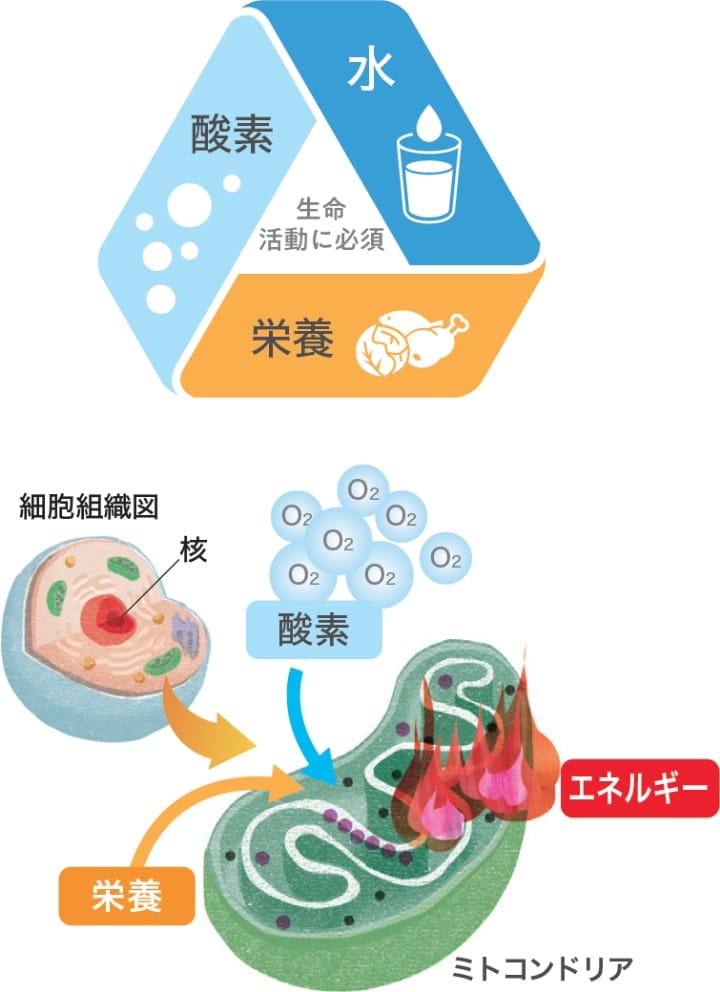 ヒトのエネルギー産生についての図