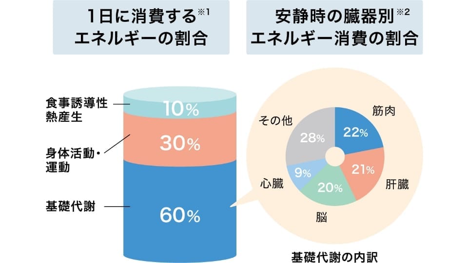 1日のエネルギー消費の割合と、安静時における臓器別のエネルギー消費割合を表すグラフ