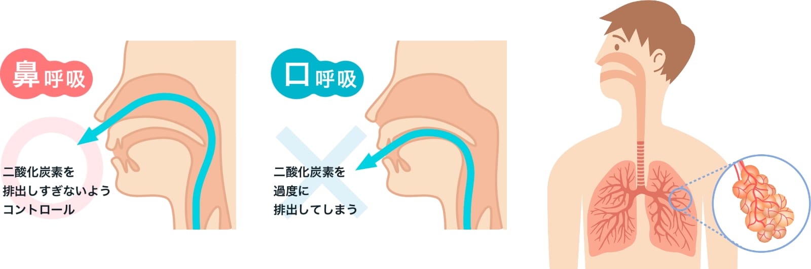 鼻呼吸と口呼吸の二酸化炭素排出量の違いを示す図