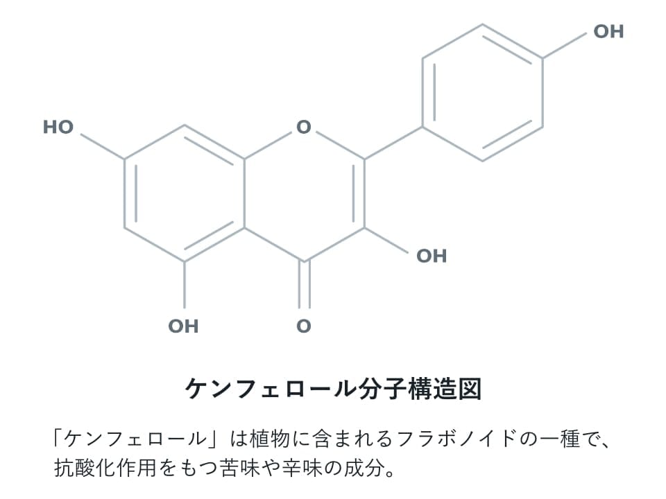 ケンフェロール分子構造図