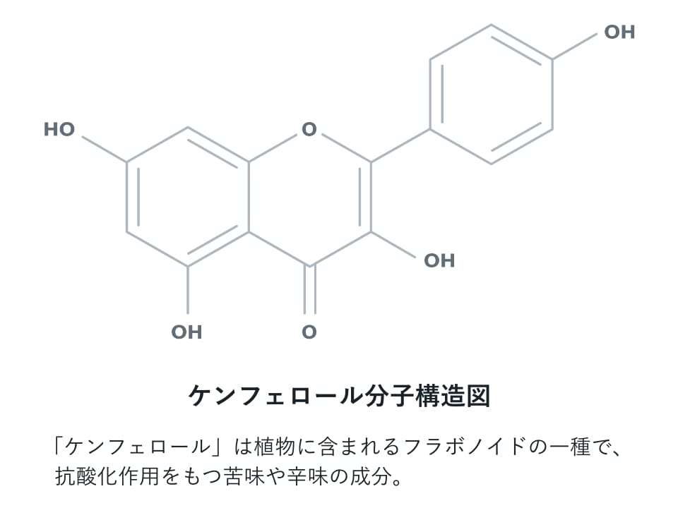 ケンフェロール分子構造図