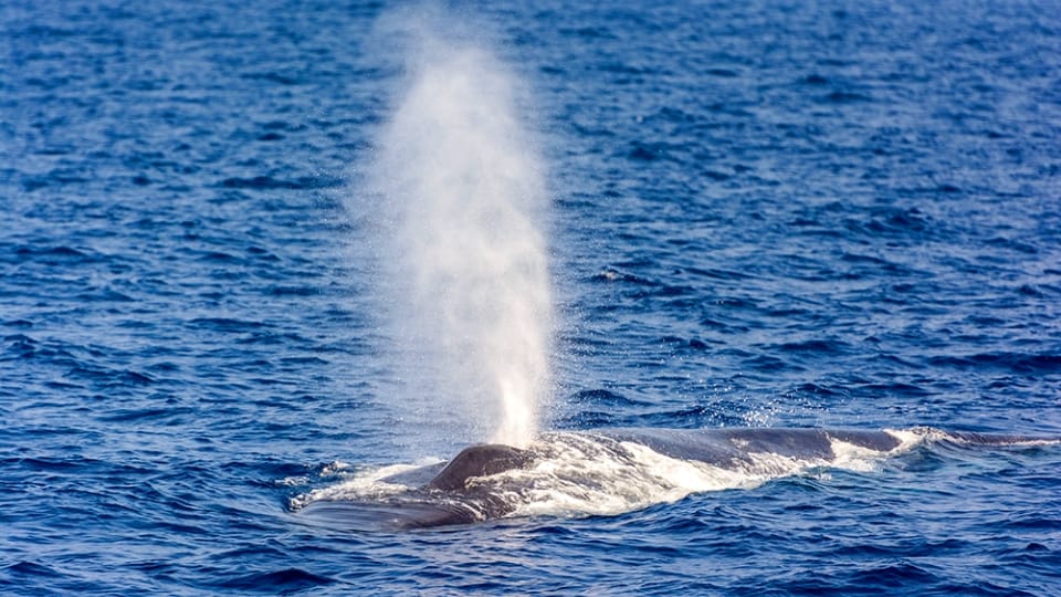 クジラの潮吹き