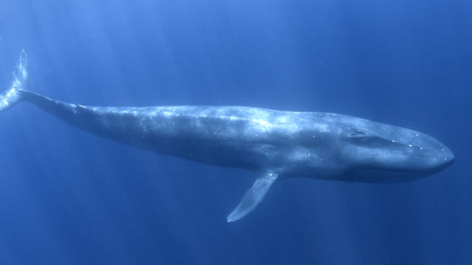 海の中を泳ぐクジラ