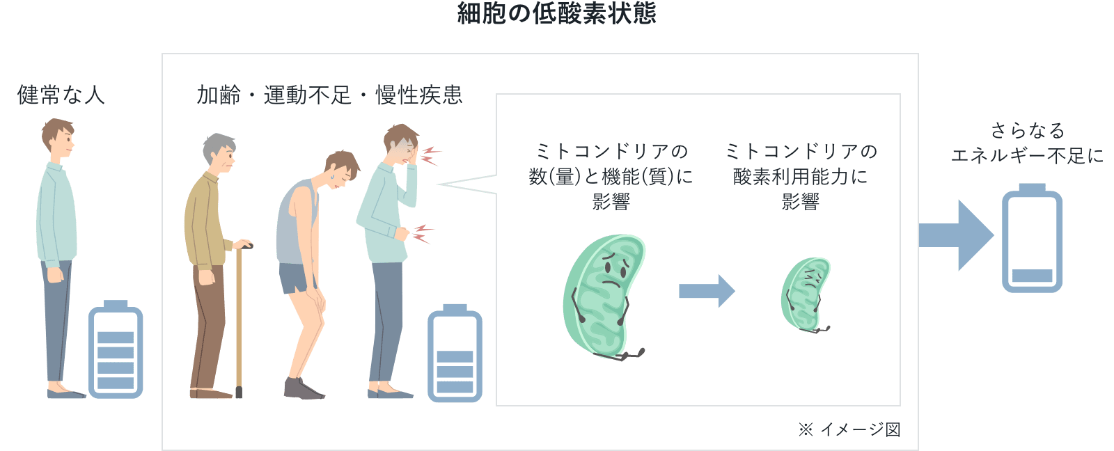 細胞の低酸素状態によるミトコンドリアの酸素利用能力の低下を表す図