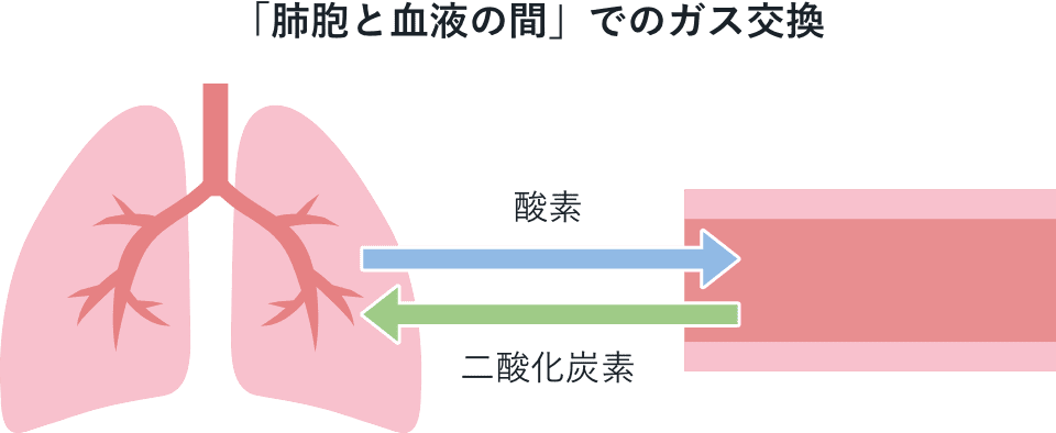 「肺胞と血液の間」でのガス交換