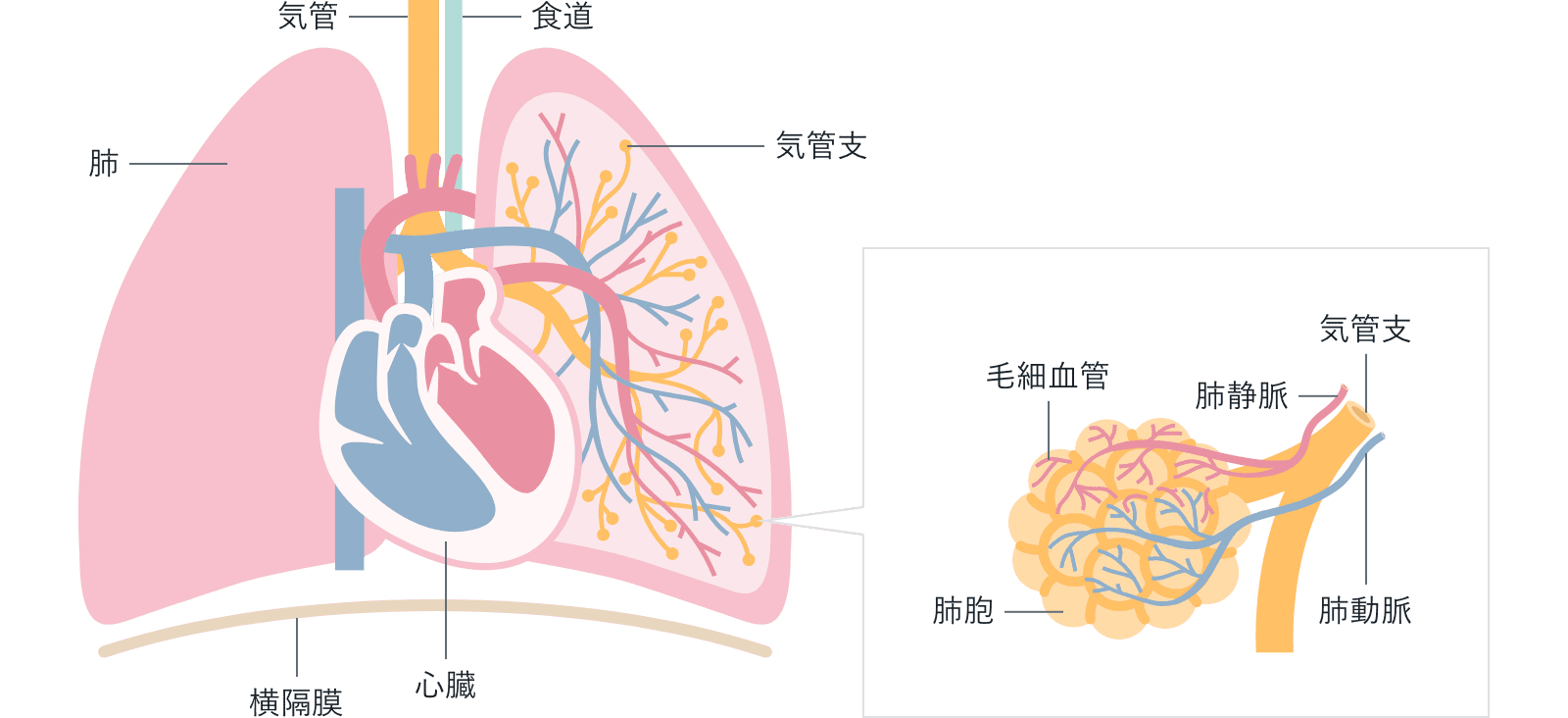 肺と心臓の構造および肺胞の拡大図