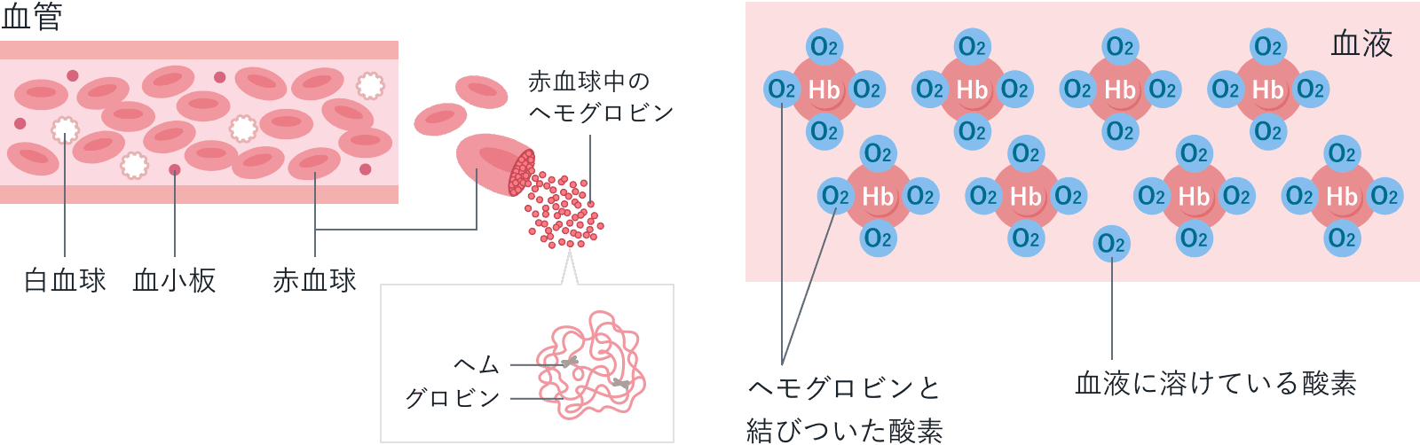 血液中で酸素を運ぶ赤血球とヘモグロビンの図