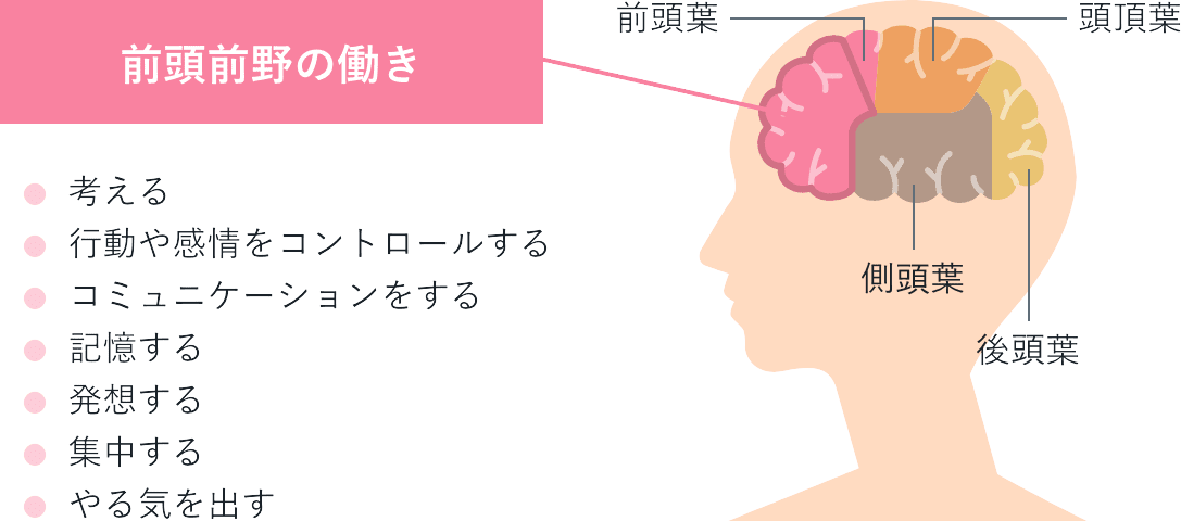 前頭葉の働きを表す図