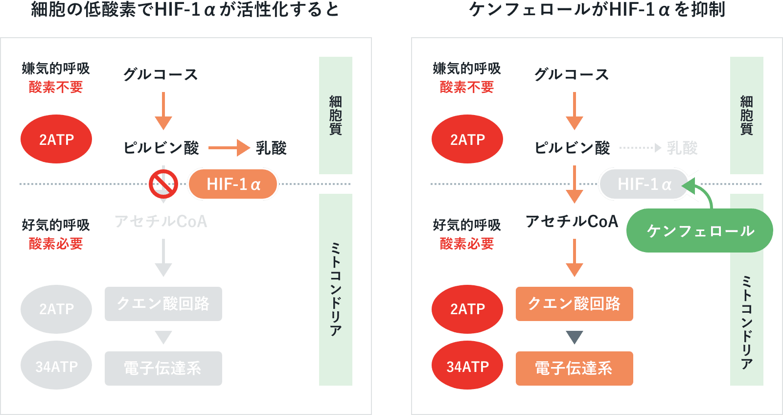 低酸素状態での代謝経路とケンフェロールによるHIF-1αの抑制作用