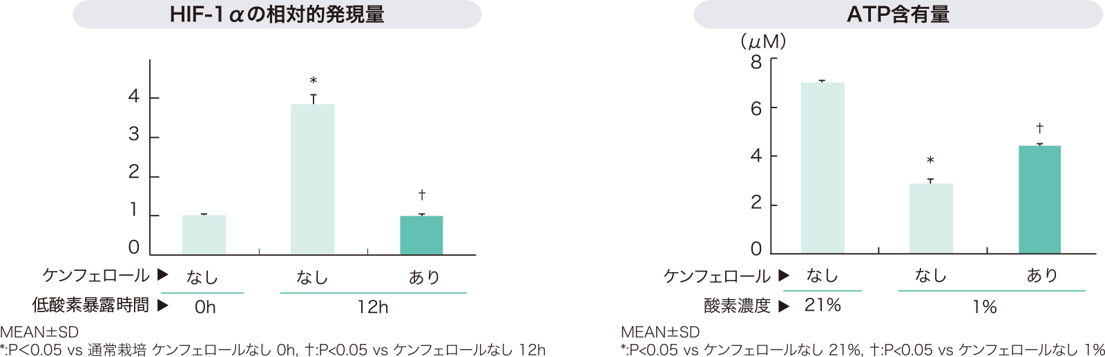 HIF-1αの相対的発現量とATP含有量を表すグラフ