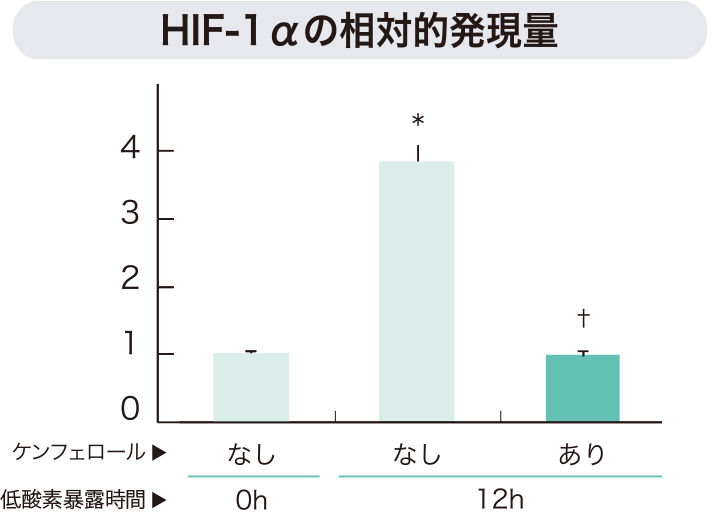 HIF-1αの相対的発現量を表すグラフ