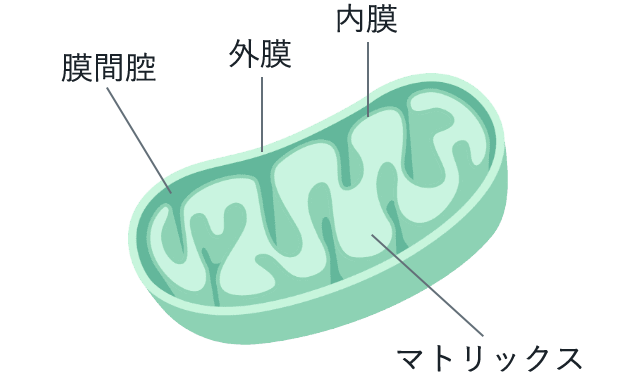 ミトコンドリアの構造図
