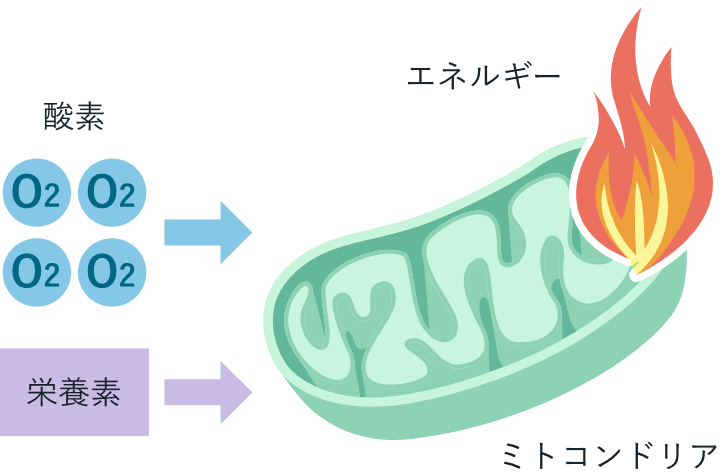 ミトコンドリアが酸素と栄養素からエネルギーを産生している図