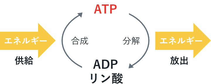 ATPの細胞内でのエネルギーの受け渡し図