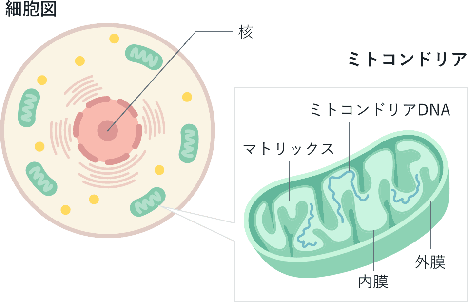 ミトコンドリアの構造を示した細胞図