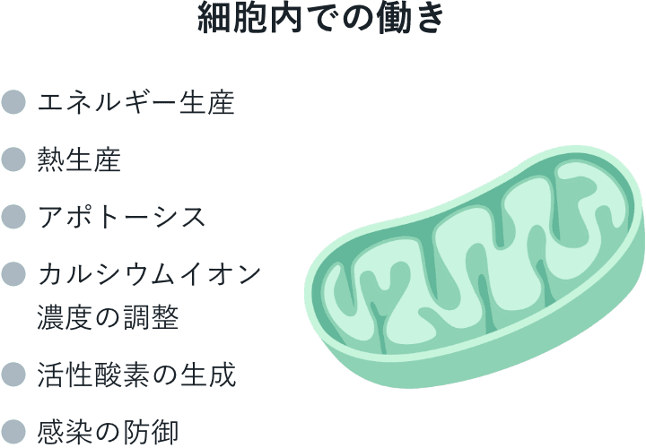 細胞内でのミトコンドリアの働き