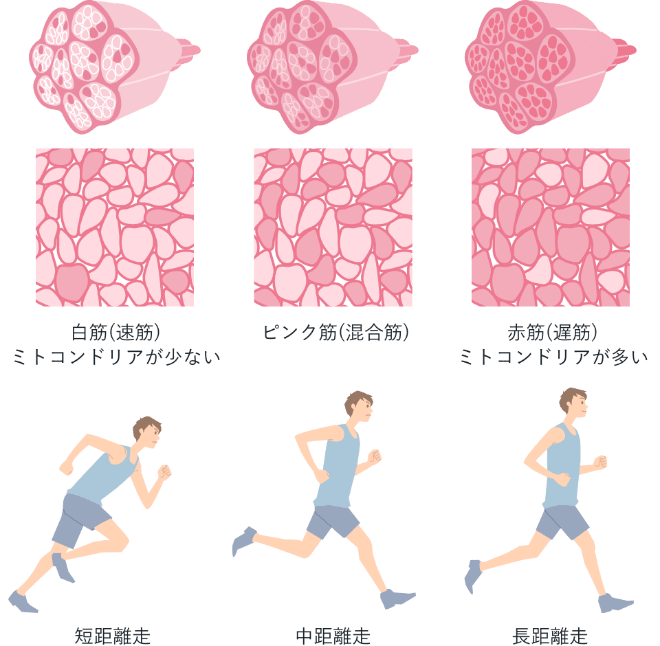 筋肉・ミトコンドリア量の比較と走行種目の関係を示した図