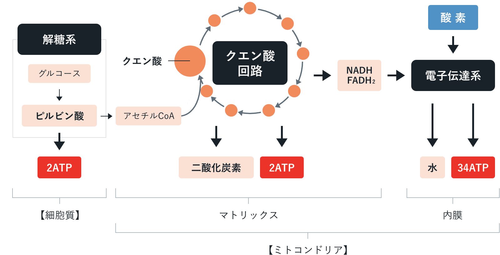 細胞呼吸の解糖系・クエン酸回路の流れを示した図