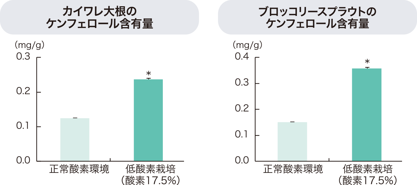 カイワレ大根・ブロッコリースプラウトに含まれるケンフェロール含有量を表すグラフ
