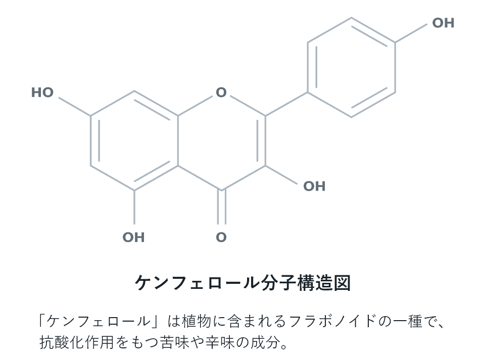 ケンフェロール分子構造図