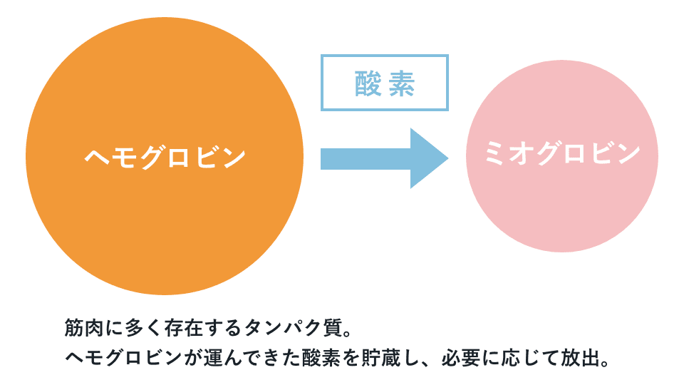 ヘモグロビンとミオグロビンによる酸素の受け渡しを示す図